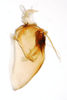 Pygofer, lateral view: !! display not done !! on Pissonotus basalis Van Duzee, 1897: (Observation).