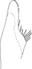 Subgenital plate, ventral view on Cassianeura cassiae (Ahmed, 1970): (Observation).
