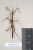 CollectionObject 1561336; NHMUK(SF IMPORT DUPLICATE) 844716, 8f2f0cbb-2369-4b48-8f04-7471200ee3f3: copyright Natural History Museum, London. male (holotype). (CollectionObject).