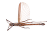 CollectionObject 1557227; 8a936a68-9978-4ad0-ad2d-d85b9bc80312: copyright ZMUH, Hamburg. male, ventral view (syntype). (CollectionObject).