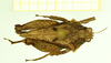 CollectionObject 1597047; 9902f16b-ecb4-4e14-a071-ec8c4afd36fd: female (no type), dorsal view. (CollectionObject).