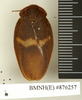 CollectionObject 1572874; c6b01086-3330-4a31-ae34-d33d13bf0e1a: Copyright Natural History Museum, London. Non-type (adult male) in BM(NH). Dorsal view. (CollectionObject).