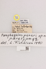 CollectionObject 2052752; NHMUK015982475, 21d9d984-18c0-425d-84b0-ce147ca2e9e3: labels (paratype). (CollectionObject).