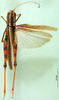 CollectionObject 1574924; b8828a11-6577-4f28-9c2a-c421a58d29fd: male, dorsal view (paralectotype of Terpillaria picta). (CollectionObject).
