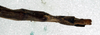 CollectionObject 1556918; 0fee0ae9-f633-4851-acaf-2063e9253ed0: copyright NMW. female: end of abdomen, lateral view (lectotype). (CollectionObject).