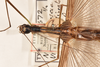 CollectionObject 1560386; 0fb9efea-4152-4ded-892d-cd193e548787: copyright OUMNH. female: head & thorax, dorsal view (lectotype). (CollectionObject).