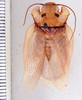 Schistopeltis peculiaris Rehn, 1916: Photo by Heidi Hopkins. dorsal habitus. (Otu).