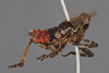 Habitus, lateral view: !! display not done !! on Poblicia misella (Stål, 1863): (Observation).