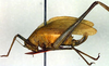 CollectionObject 1500693; 7a1eb3d6-bce1-4f9f-8e60-12a30966ab1a, DORSA BRpauretHTF: female, lateral view (holotype of Paura reticulosa). (CollectionObject).