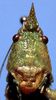 male head, frontal view (holotype). Depicts CollectionObject 1533092; 90caa144-b500-43e9-a61b-8520fb528024, a CollectionObject.