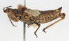 CollectionObject 1572669; 7acdefb8-eea5-4886-9853-05c1b4e08b21: female, lateral view (paralectotype of Ommexecha gracile). (CollectionObject).