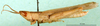 CollectionObject 1579397; acd1cb7d-6f3c-4316-87a4-cf581299b84a: male, lateral view (paratype). (CollectionObject).