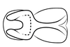 Connective on Pseudocostanana piraquarensis (Domahovski & Cavichioli, 2023): Male holotype [DZUP]: connective, dorsal view. (Observation).