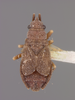 Sisamnes claviger (Uhler, 1895): Photo by Pablo Dellapé. PARATYPE- Male, Colo 1063, det. Uhler,, Ptochiomera clavigera Uhler COTYPE (USNM). (Otu).