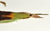 CollectionObject 1562805; 99696c7c-edd5-4da3-b08c-329470ef5285: copyright QMBA. female: end of abdomen, ventral view (holotype). (CollectionObject).