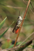 Omocestus (Dirshius) haemorrhoidalis haemorrhoidalis (Charpentier, 1825): male (Germany, Middle Franconia, Rinntal). (Otu).