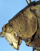 CollectionObject 1532180; b0376eab-055e-4de7-848e-abd7d9c38887: male head and pronotum, lateral view (holotype). (CollectionObject).