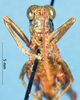 CollectionObject 1566285; 20a1b3d7-13f3-497f-9298-2269bee16270: male, frontal view (paratype). (CollectionObject).