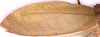 CollectionObject 1517082; e6cd0486-9180-4a54-b212-0c8f45ad3e82: female left tegmen (holotype). (CollectionObject).