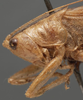 CollectionObject 1594719; 2ffdc3f2-ca5e-4a9d-9662-7a19607fab1c: male pronotum, lateral view (paratype). (CollectionObject).