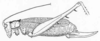 Myopophyllum speciosum Beier, 1960: Fig. 145. female habitus (body length 33-36, pronotum 6.5, hind femur 29-30, ovipositor 14-15 mm). (Otu).