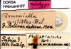 CollectionObject 1507053; 561a0e32-2959-4ccb-8f7a-df5027228379: labels (holotype). (CollectionObject).