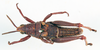 CollectionObject 1506177; 398a77ba-697a-4bc3-b956-f5bd5ba8c65c: male, dorsal view (holotype of Monistria vinosa). (CollectionObject).