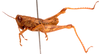 CollectionObject 2631857; CNMS 12, CNMS 12, 91805781-31bd-4327-ac18-3573ae6164e2: lateral view. male (paratype). (CollectionObject).