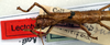 CollectionObject 1558243; NMW 270, 0916bbfe-543f-4cd3-b09e-0a7df7024aba: copyright NMW, Vienna. female: head and thorax, dorsal view (lectotype). (CollectionObject).
