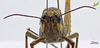 CollectionObject 1525087; Unioeste Cascavel K-0585, 0847d8a5-9ef2-4af6-9181-7b517e32d999, Unioeste Cascavel K-0585: Female, frontal view. (CollectionObject).