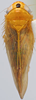 Habitus, dorsal view: !! display not done !! on Phlogotettix Ribaut, 1942: Phlogotettix cyclops, female, dorsal habitus (INHS). (Observation).