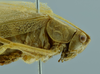 CollectionObject 1532134; 5cfa2292-493d-42b4-be61-ea15a919b562, NMW No. 9968: male thorax, lateral view (holotype). (CollectionObject).