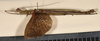 CollectionObject 1598195; c1d630a7-cb30-41a8-9955-a5c88c837715: copyright QM. male, lateral view (paratype). (CollectionObject).;CollectionObject 1598196; 92134e30-9cd1-46d1-8eda-fc8d0a34f9dd: copyright QM. male, lateral view (paratype). (CollectionObject).