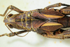 CollectionObject 1498817; d9801811-edea-4dbe-8727-8ee644bd931e: female, dorsal view. (CollectionObject).