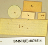 CollectionObject 1552824; NHMUK(SF IMPORT DUPLICATE) BMNH(E) 876514, eb1c8b59-0379-495e-8297-f820766c55e3: Copyright Natural History Museum, London. Labels from syntype of Pseudoglomeris magnifica. Underside. (CollectionObject).
