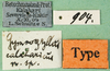 labels (paralectotype). Depicts CollectionObject 1584268; f8be15bc-8d9e-42e7-8f3d-0fc39050d664, a CollectionObject.