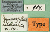 CollectionObject 1584268; f8be15bc-8d9e-42e7-8f3d-0fc39050d664: labels (paralectotype). (CollectionObject).