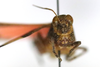 CollectionObject 1591772; 7e4f1909-2478-41f3-a450-55d45f734b56: male, frontal view (paratype). (CollectionObject).