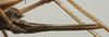 CollectionObject 1535946; 2747b89e-ab81-4039-a546-ed68069faddd: female ovipositor (syntype). (CollectionObject).