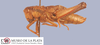 CollectionObject 1567333; MLP1860/1-2', afa66ff5-f9e9-421e-8d2a-02b1a0264045: female, lateral view (paratype). (CollectionObject).