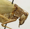 CollectionObject 1535916; f6c7ff0c-74bc-4909-bf0d-268cb19451df: female head and pronotum, lateral view (syntype). (CollectionObject).