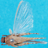 CollectionObject 1500259; 7d1a3941-2864-4af3-b7ee-7887c991c3dc: female, dorsal view (paratype). (CollectionObject).