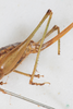 CollectionObject 1505658; 06580603-f7ce-4dc0-8987-20a4388c7497: female, lateral view (syntype). (CollectionObject).