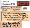 CollectionObject 1500302; 3d2001f2-cc90-426f-bd15-01c4674f2f96: labels (syntype of Gastrimargus musicus var. kimberleyensis). (CollectionObject).