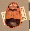 Lucihormetica subcincta (Walker, 1868): Copyright UMO, Oxford. Type, dorsal view. (Otu).