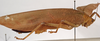 CollectionObject 1534703; 3a6410a3-2f20-4aa0-ab54-43b91dfb521a: female habitus, lateral view (syntype of Mataeus longipennis). (CollectionObject).