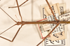 CollectionObject 1558102; 39d15f95-cee6-4278-ab2e-f1dfbc95d897: copyright OUMNH. male: head & thorax, dorsal view (holotype). (CollectionObject).