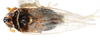 Habitus, dorsal view: !! display not done !! on Pissonotus piceus (Van Duzee, 1894): (Observation).