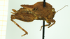 CollectionObject 1532563; 175ddca0-d21f-4002-ae91-ab570f82d81b: female, lateral view (holotype). (CollectionObject).