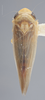 Habitus, dorsal view: !! display not done !! on Chlorotettix melanotus DeLong, 1916: Dorsal. (Observation).